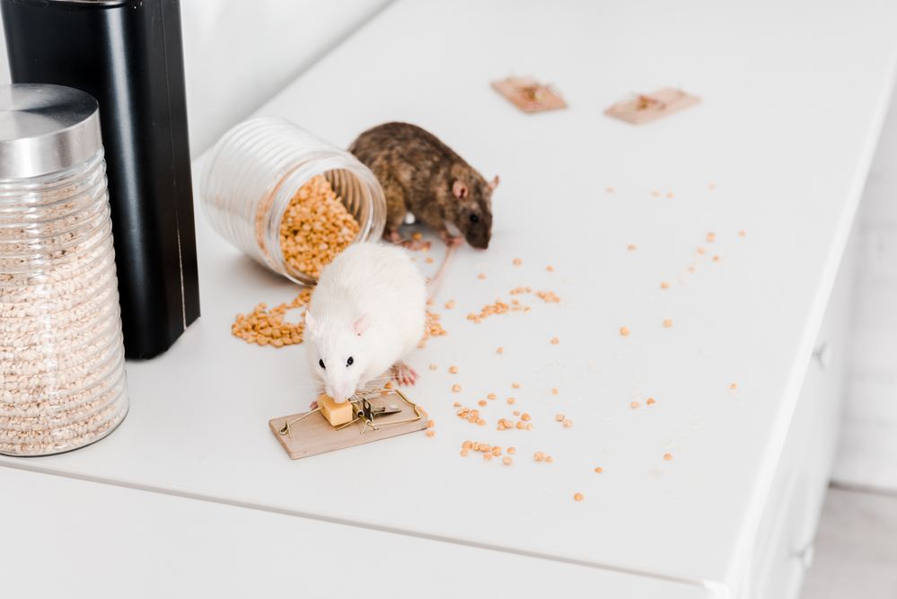 rodents feeding